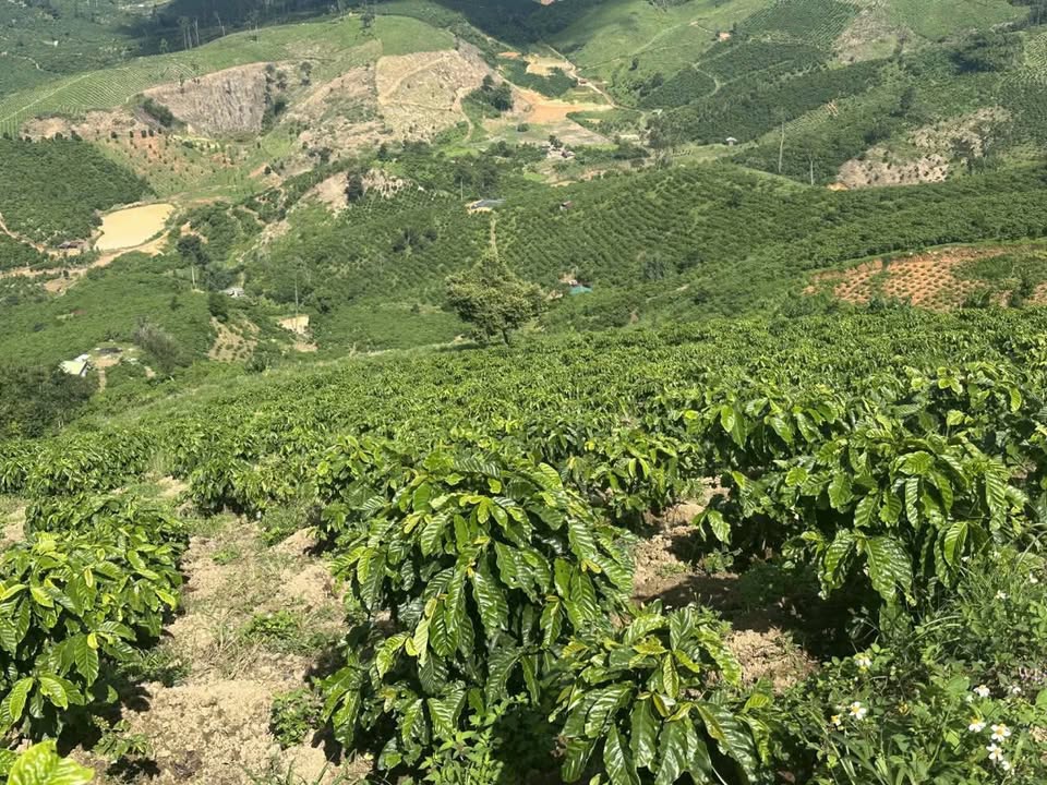 Đất nền 1,2ha Tân Thành, Lâm Hà giá 2 tỷ - Cơ hội đầu tư hấp dẫn!