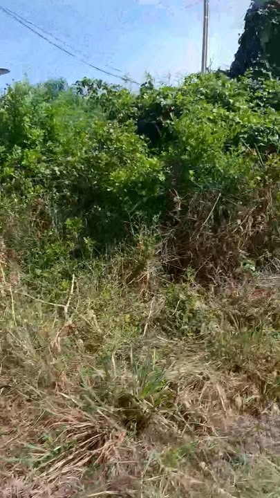 Đất nền thổ cư mặt tiền 552m² giá 1.2 tỷ - Đầu tư sinh lời ngay!