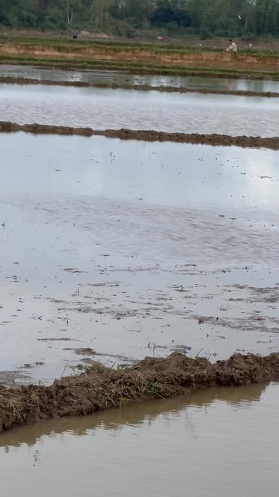 Đất nông nghiệp 458m² tại thị trấn Phú Phong, Tây Sơn - Giá 4x triệu, sổ đỏ chính chủ!