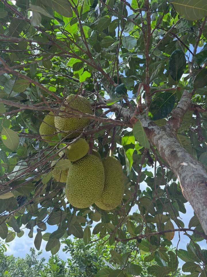 Đất vườn Khánh Đông 6500m² giá chỉ 2.3 tỷ - Đầu tư an nhàn!