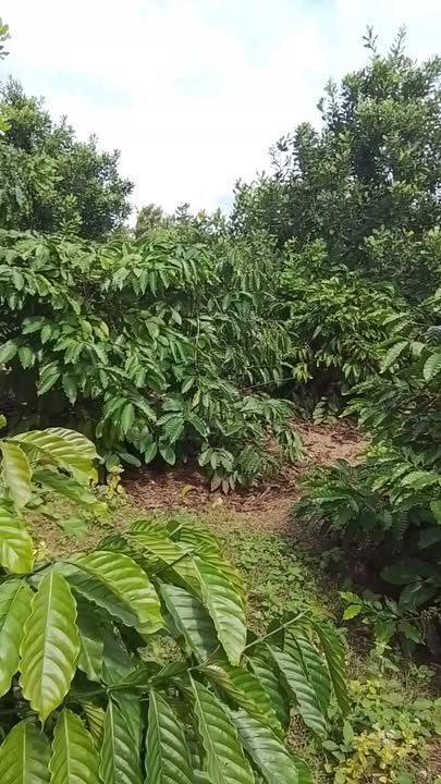 Đất thổ cư 8000m² tại Tam Giang, Krông Năng - Giá tốt, sổ đỏ chính chủ!