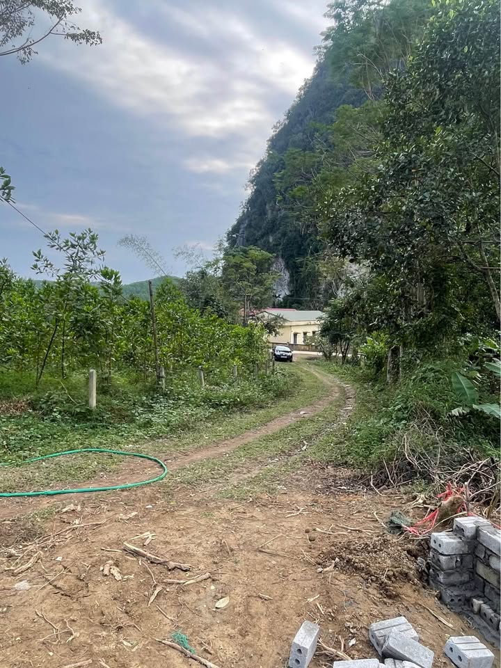 Đất thổ cư An Bình, Thanh Thủy, Phú Thọ 1383m² - Giá sốc chỉ vài trăm triệu