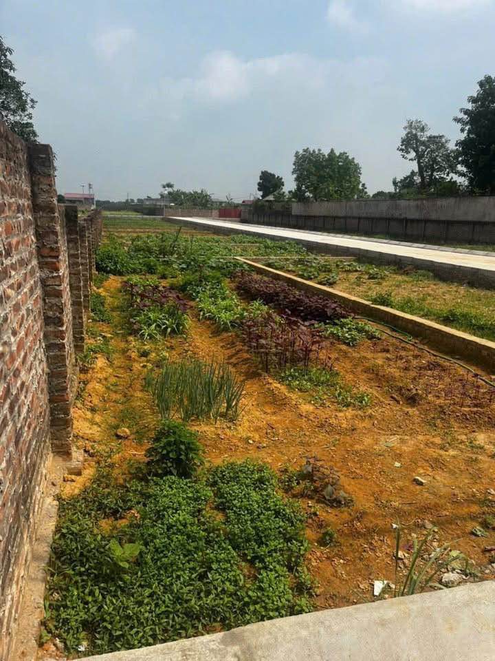 Đất nền Tân Minh, Sóc Sơn 88m² - Cắt lỗ chỉ 50 triệu, giá tốt không thể bỏ lỡ!