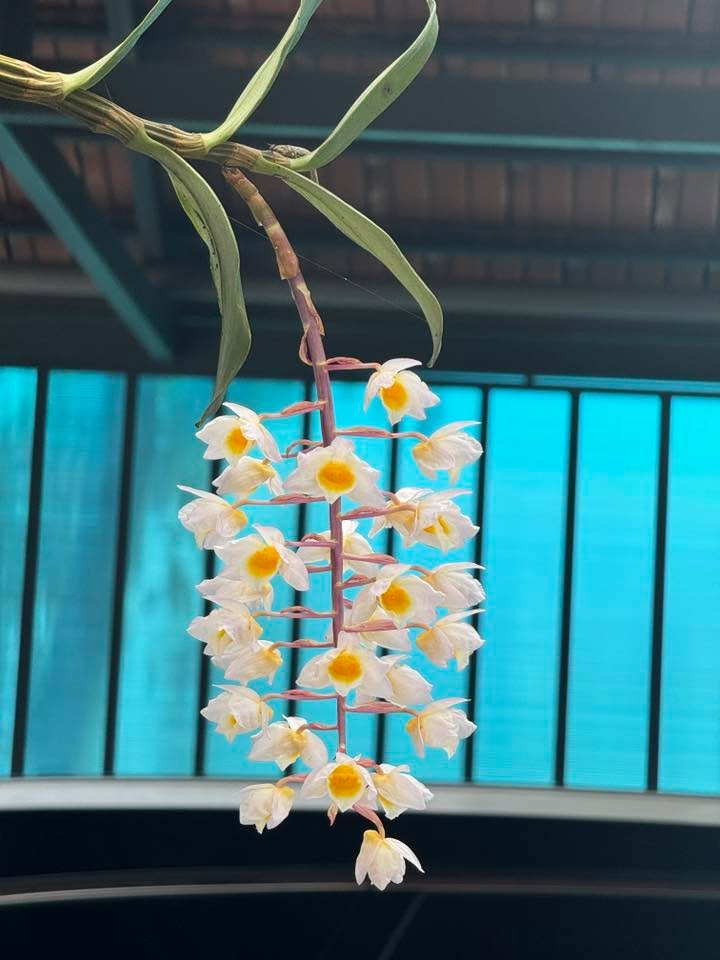 Đất nền góc 2 mặt tiền tại đường Lương Thế Vinh - Diện tích 192m² - Cơ hội đầu tư sinh lợi!