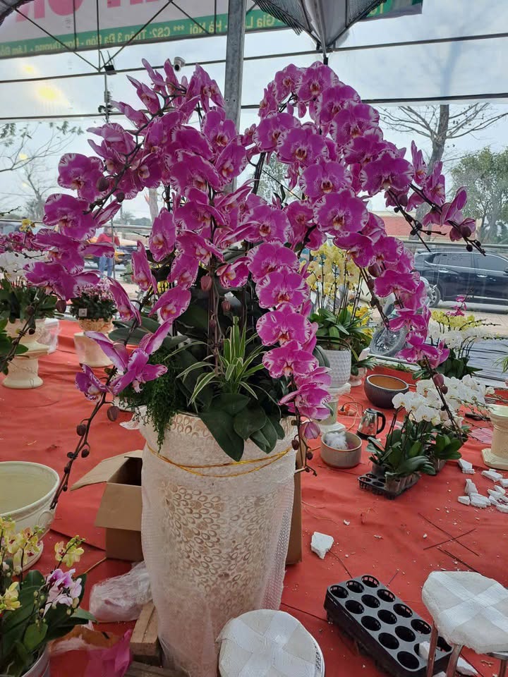 Đất lô góc 45m² Thanh Khương, Thuận Thành, Bắc Ninh - Giá 1.5 tỷ, cơ hội đầu tư hiếm có!