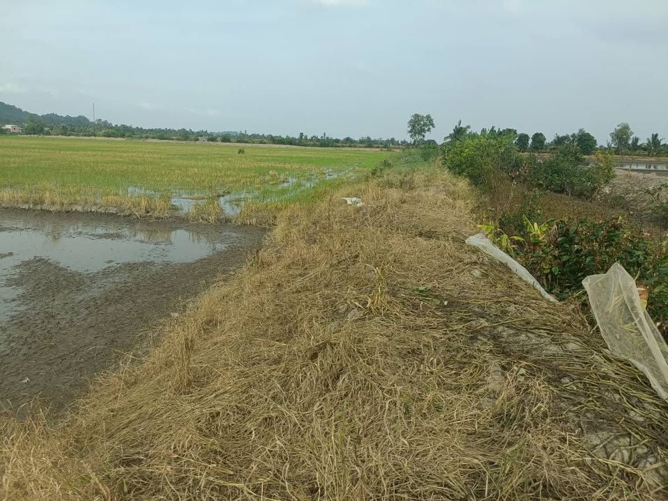 Đất ruộng 11 công xã Óc Eo, An Giang giá 4.224 tỷ - Cơ hội đầu tư hấp dẫn!