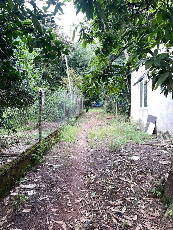 Đất thổ cư 80m² tại Vĩnh An, 252m² chỉ 760 triệu - Cơ hội đầu tư hấp dẫn!