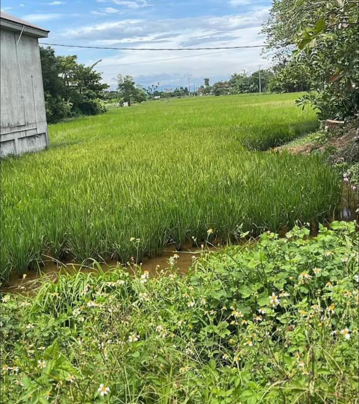 Đất nền Triệu Đại, Triệu Phong 233.31m² giá 900 triệu - Gần trung tâm hành chính!