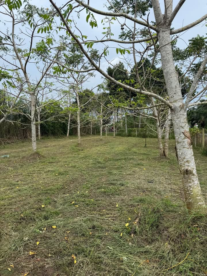 Đất thổ cư 600m² mặt tiền đường 925, Hậu Giang - Giá thương lượng tốt!