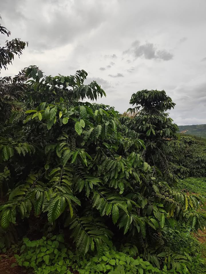 Đất Tân Thanh Lâm Hà 6000m² giá 2.7 tỷ - Sổ hồng công chứng ngay!