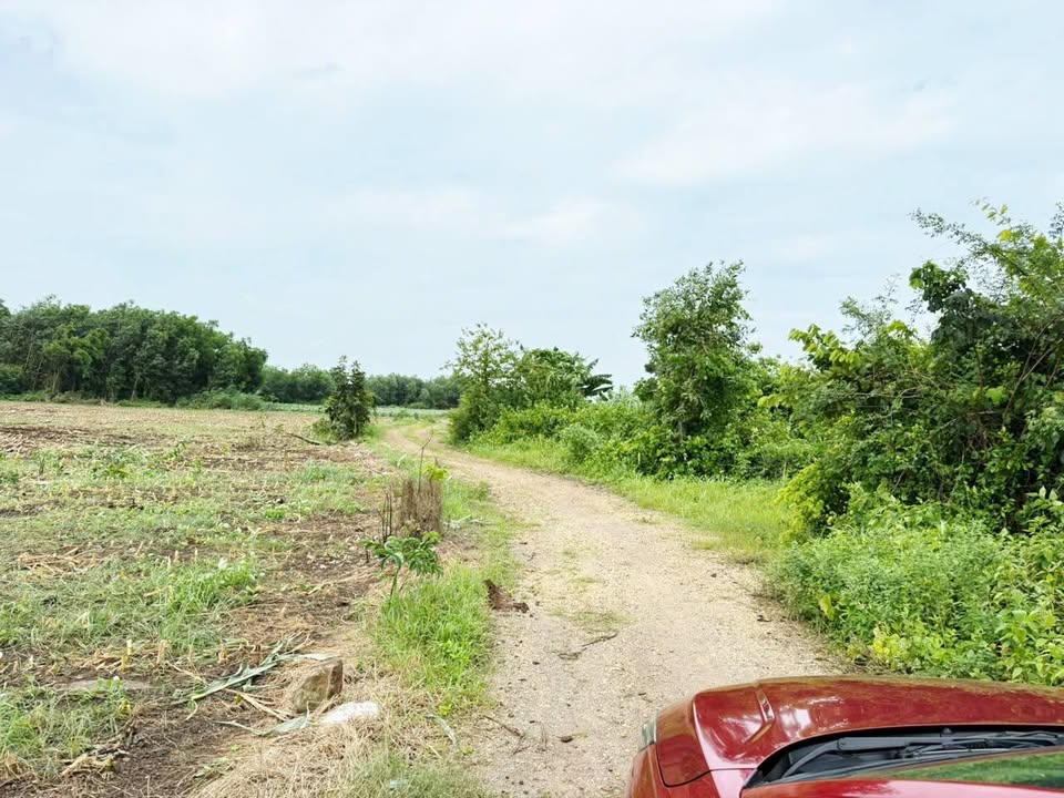 Đất nền Phước Long Thọ 1036m² giá chỉ 950 triệu - Cơ hội đầu tư tuyệt vời!