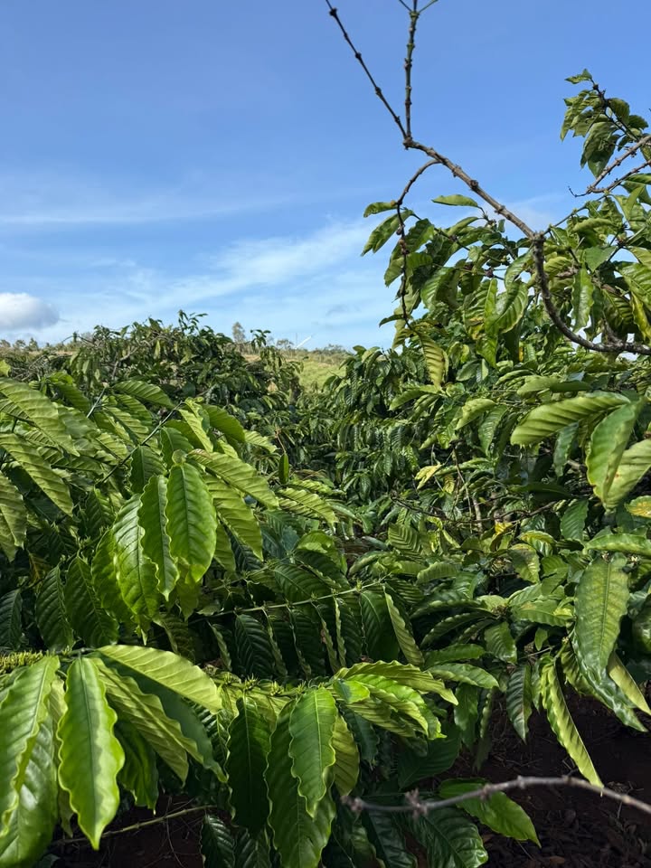 Đất nông nghiệp thôn 8, xã Ea Khal, 5.300m² giá 1.5 tỷ - Đầu tư sinh lời tốt!