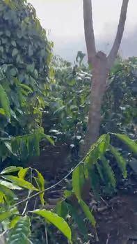 Đất nông nghiệp thôn 8, Ea Khal 53,000m² giá 1.5 tỷ - Chính chủ bán gấp!