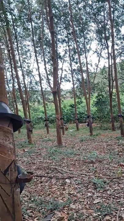 Đất nông nghiệp 4ha tại Đức Cơ - Giá chỉ 2 tỷ - Cơ hội đầu tư hấp dẫn!