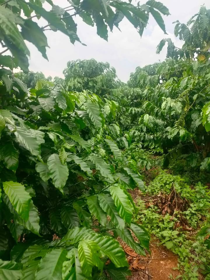 Đất nền Lộc Phú Bảo Lâm 10.000m² giá 3.39 tỷ - Thương lượng ngay!