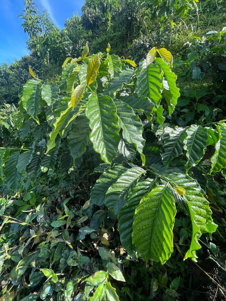 Đất thổ cư Đại Lào 3600m² giá chỉ 850 triệu - Sổ đỏ chính chủ, không tranh chấp!