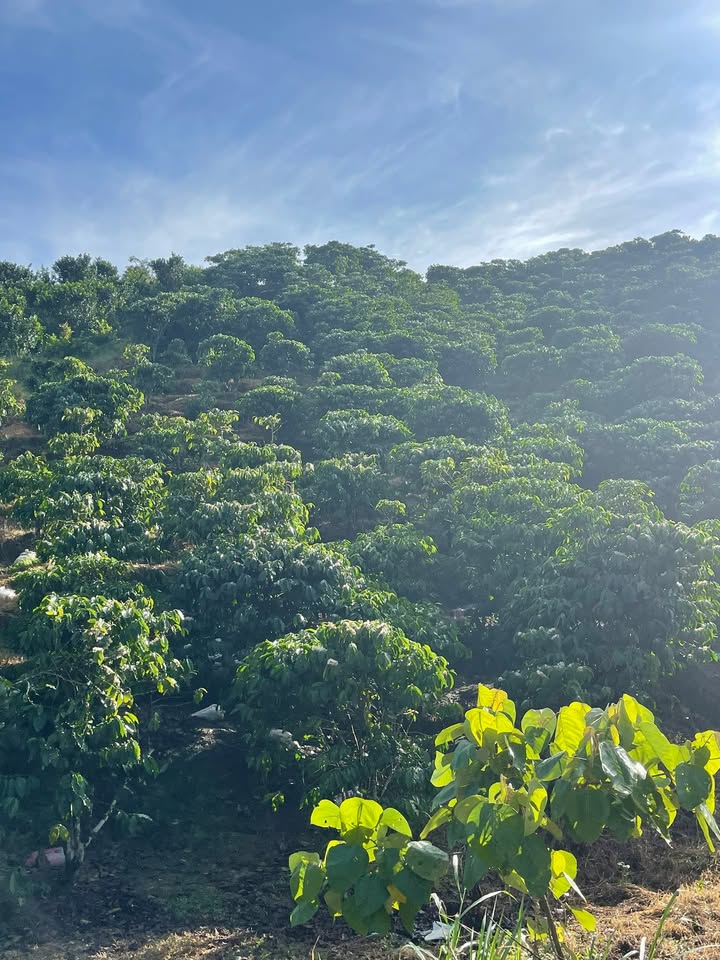 Đất thổ cư Đại Lào 3600m² giá 1.45 tỷ - Đầu tư sinh lời hấp dẫn!