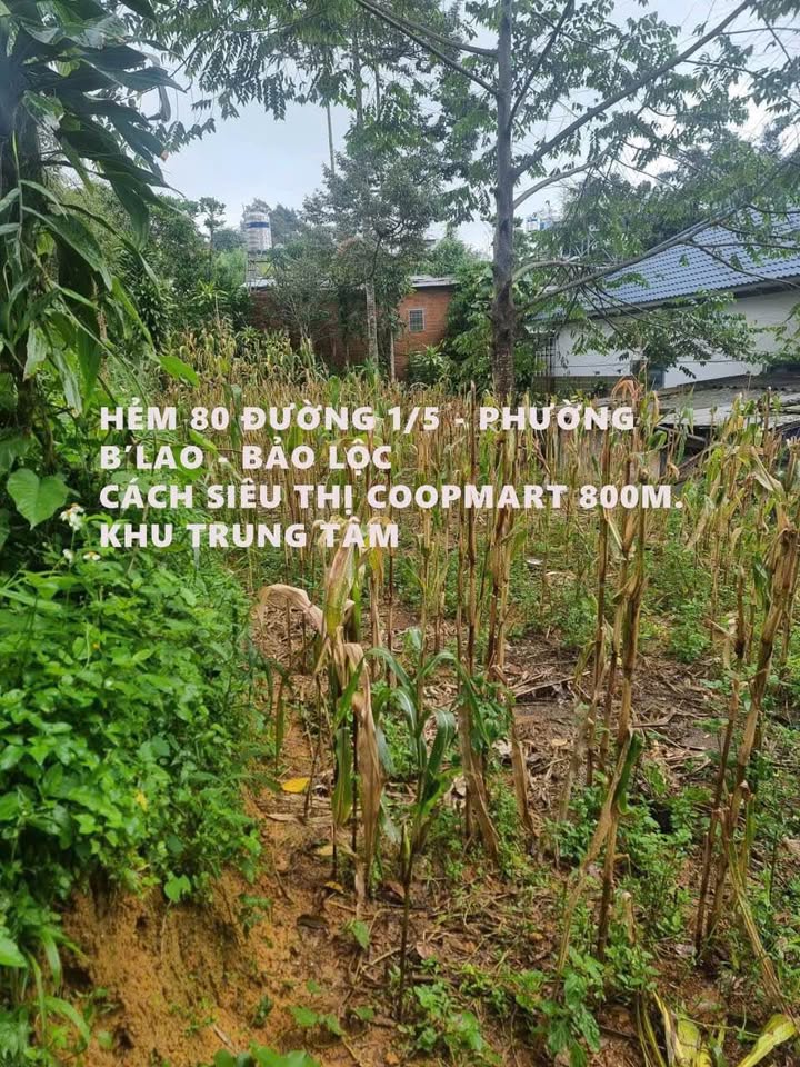 Bán lô đất Hẻm 80 Đường 1/5, Phường B'Lao 114m² - Hướng ra đường tránh