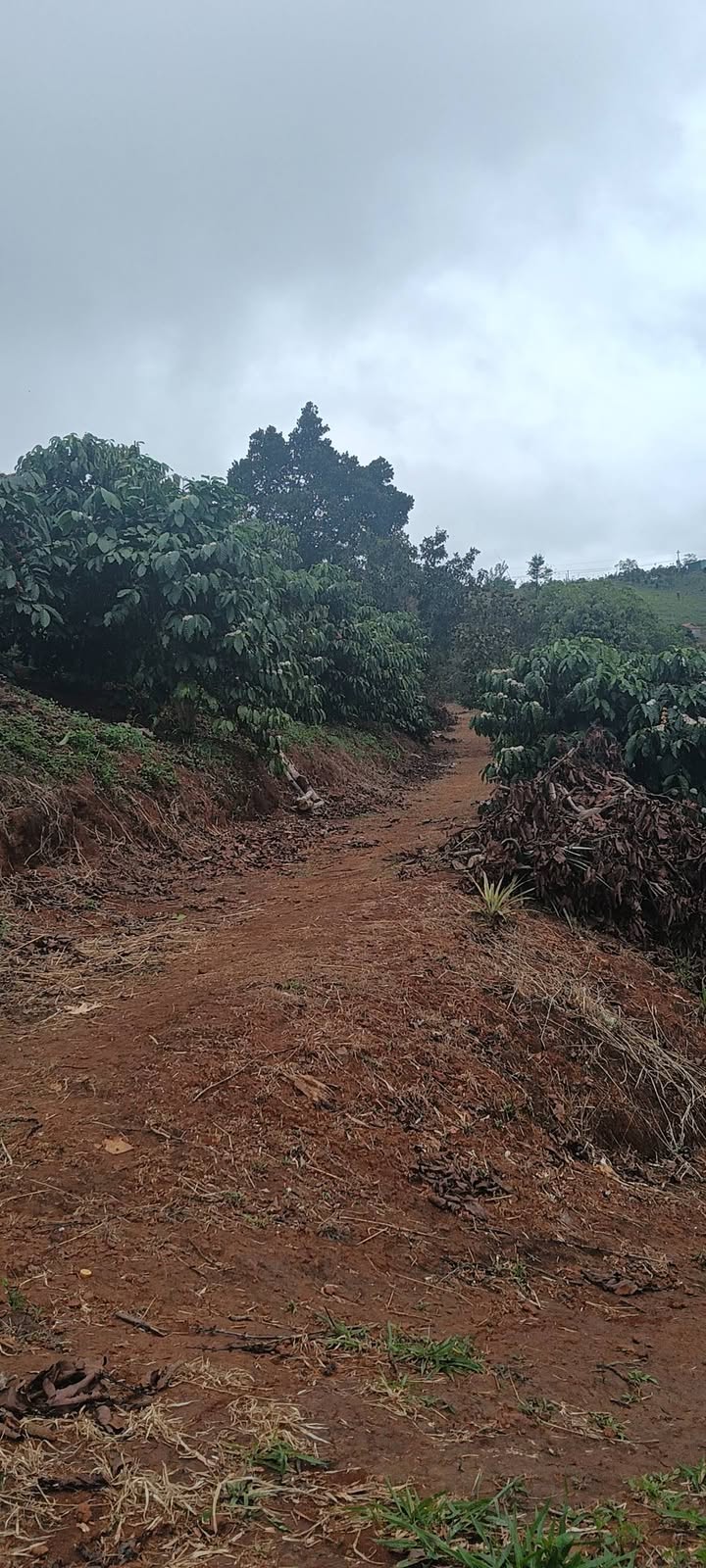 Đất nền 16,000m² tại Quảng Khê, Đắk Nông - Giá chỉ 4.2 tỷ, thương lượng tốt!