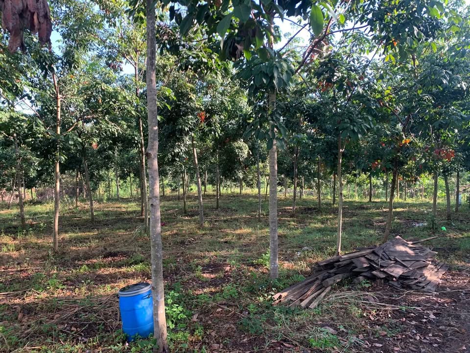 Đất nền 1,42ha tại xã Thanh Hoà, huyện Bù Đốp, giá 1,7 tỷ - Cơ hội đầu tư hấp dẫn!