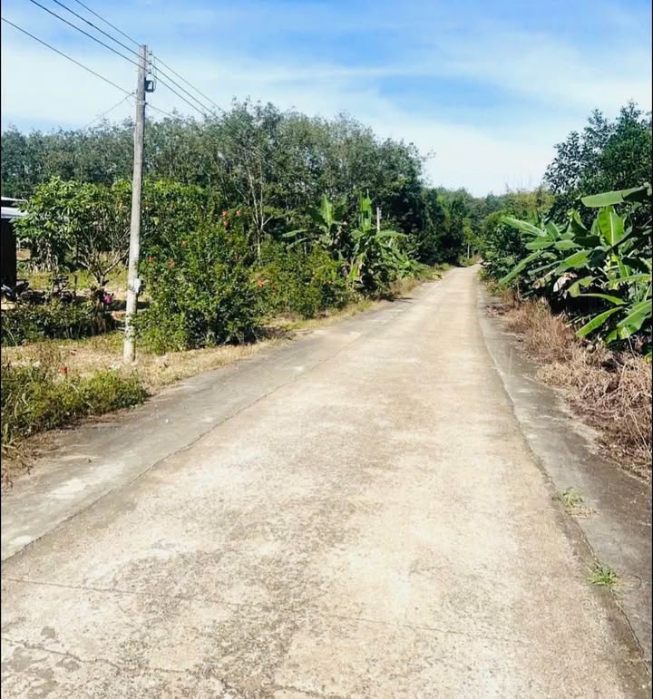 Đất thổ cư 1000m² tại Tân Lợi, Đồng Phú - Giá chỉ 250 triệu