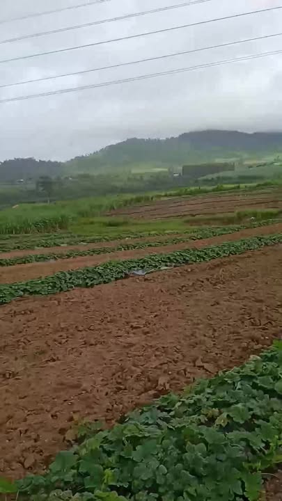 Đất nông nghiệp An Trung, Kông Chro 6ha giá 1.6 tỷ - Cơ hội đầu tư hấp dẫn!