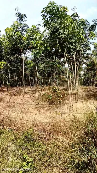 Đất cây lâu năm 7000m² Vũ Hòa, giá 2 tỷ - Cơ hội đầu tư sinh lời!