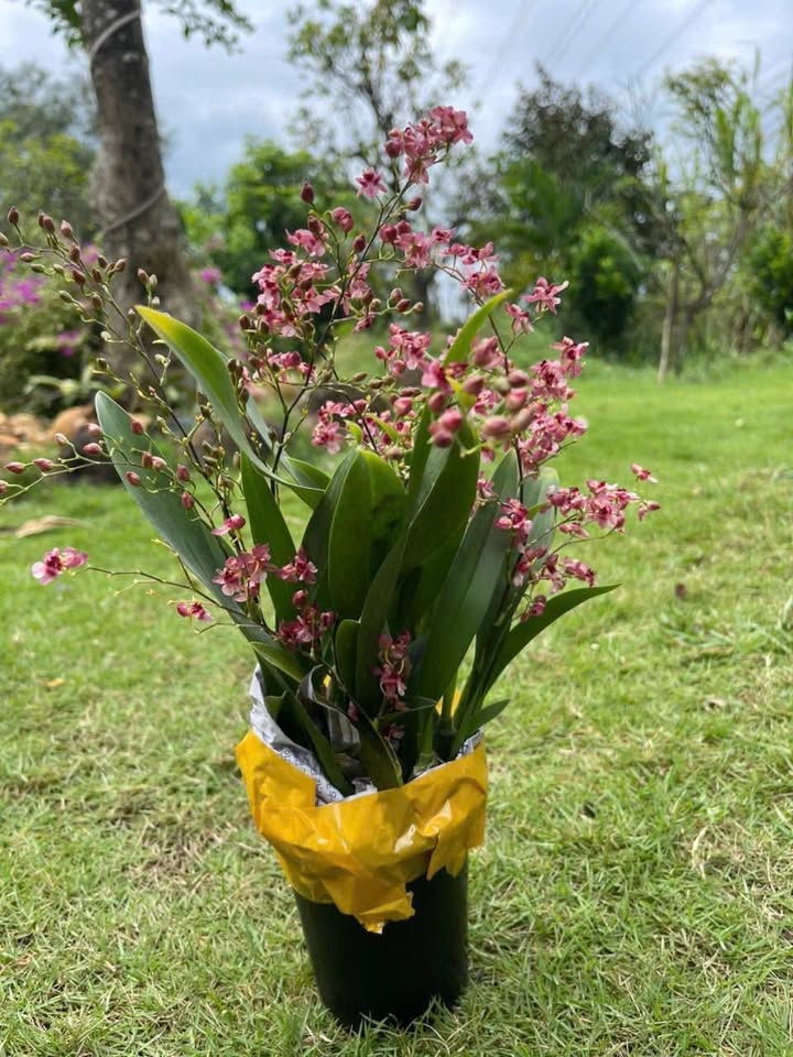 Nhà cấp 4 Bông Trang, Xuyên Mộc 279m² giá 1.5 tỷ - Sẵn sàng an cư!