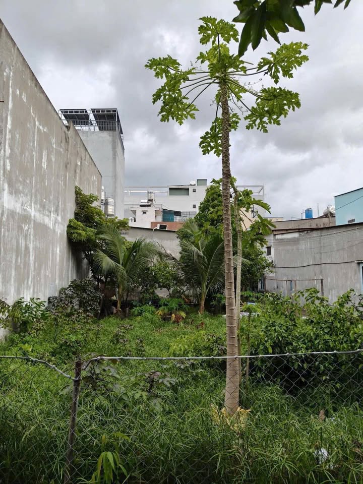 Đất nền sổ hồng riêng phường Tân Thới Hiệp, quận 12, 74m² - Giá tốt, bớt lộc cho khách thiện chí!