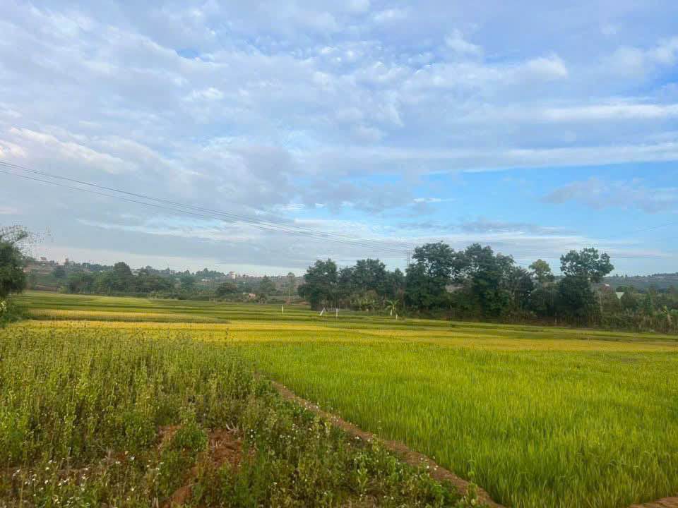 Đất nền Hội Phú, Pleiku 1928m² giá chỉ 1.8 tỷ - VIEW RUỘNG tuyệt đẹp!