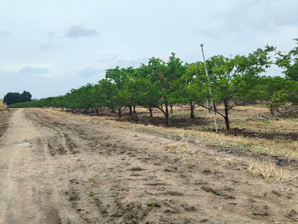 Đất nông nghiệp 920m² tại Ninh Sơn, Tây Ninh - Giá chỉ 200 triệu!