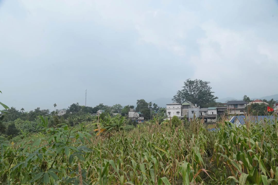 Đất vườn 1579m² tại Hợp Phong, Cao Phong - Giá chỉ 500 triệu!