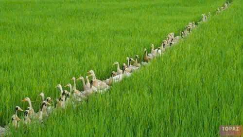 Cho thuê biệt thự nhà vườn An Mỹ Hội An 800m² giá 25 triệu - View lúa đồng quê thơ mộng!