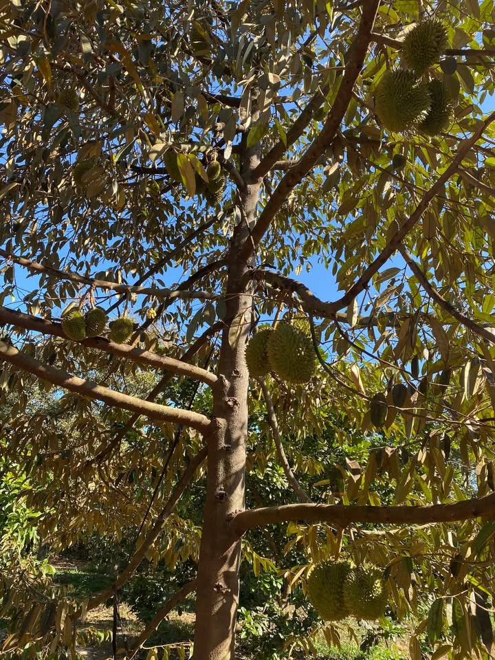 Đất vườn 5934m² tại Hắc Dịch - Giá chỉ 1,5 triệu/m² - Tương lai phát triển mạnh mẽ!