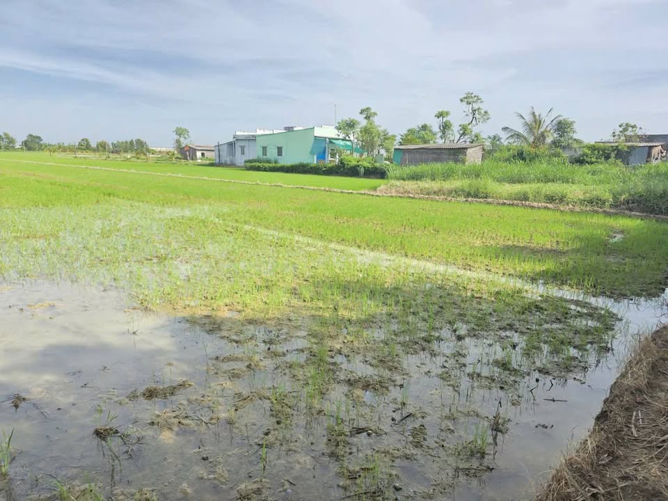 Đất nền mặt tiền 25m tại Tân Hòa, Gò Công - Chỉ 650 triệu, cơ hội đầu tư hấp dẫn!