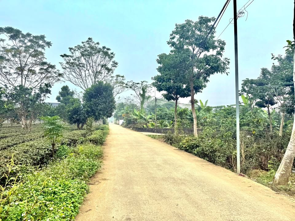 Đất vườn 1000m² tại Long Phú, Quốc Oai - Tiềm năng nghỉ dưỡng lý tưởng!