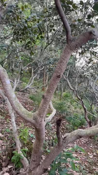 Đất nông nghiệp Bù Đăng 12.000m² giá 1 tỷ - Cơ hội đầu tư sinh lời!