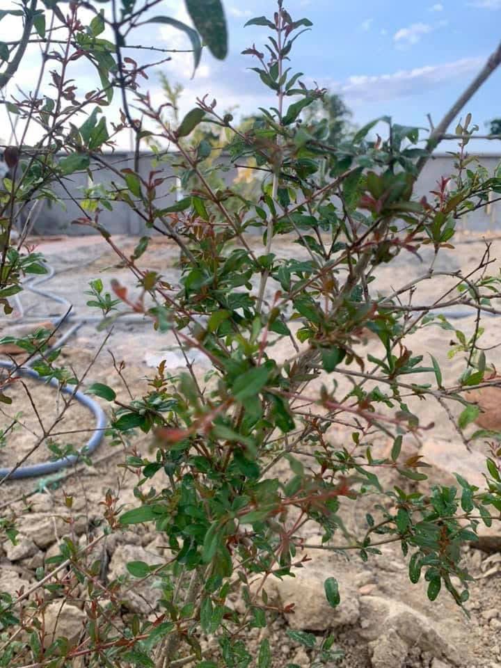 Đất vườn 840m² thôn Ninh An, xã Bà Nà, Đà Nẵng - Đầu tư lý tưởng cho nghỉ dưỡng