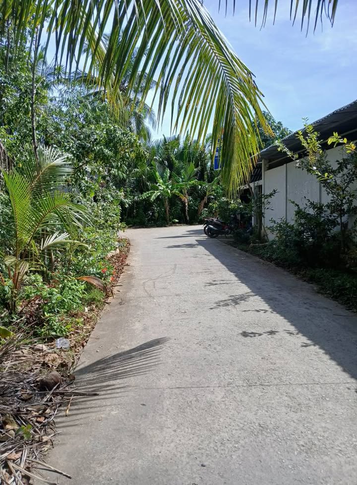 Đất nền Lương Phú, Giồng Trôm 1565m² giá 800 triệu - Đầu tư sinh lời tuyệt vời!