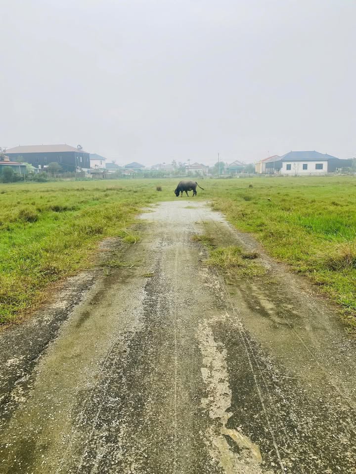 Đất nền quy hoạch Cẩm Thăng 192m² giá chỉ 9xx triệu - Đầu tư sinh lời nhanh!