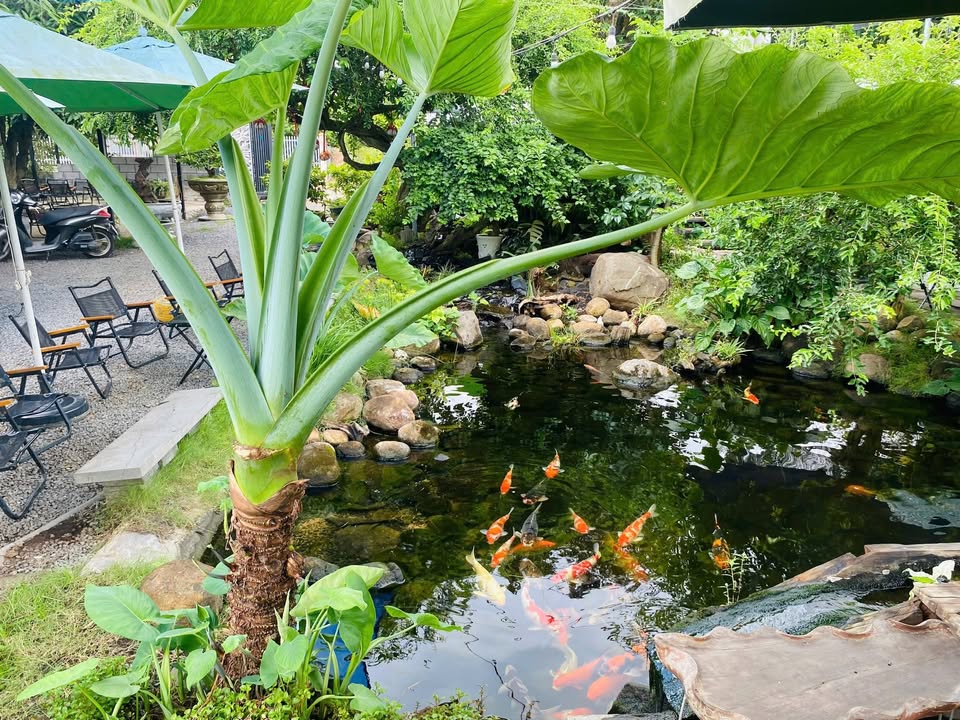 Quán café sân vườn Đất Đỏ 735m² giá 6.9 tỷ - Kinh doanh ngay!