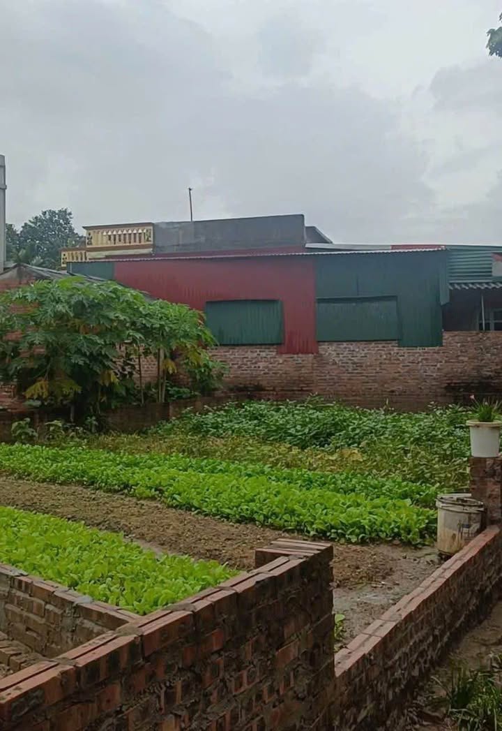 Đất nền Ngũ Thái 141m² giá 1.6 tỷ - Đường ô tô vào tận nơi!