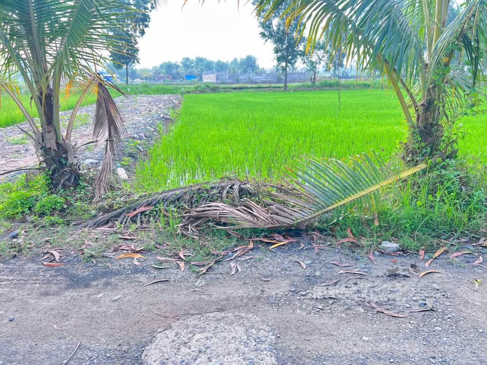 Đất nền đường Liên Xã, Cần Đước, Long An 145m² giá 885 triệu - Cơ hội đầu tư hấp dẫn!