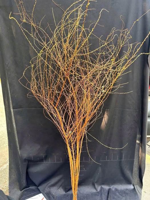 Nhà mặt tiền Nguyễn Văn Cừ, Cần Thơ 12.8m² giá 800 triệu - Mặt tiền kinh doanh lý tưởng!