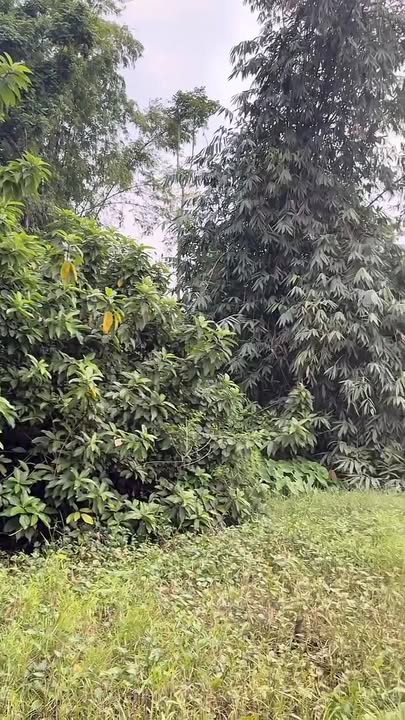 Đất nền Lương Nha, Thanh Sơn 2130m² - Tiềm năng đầu tư cao!