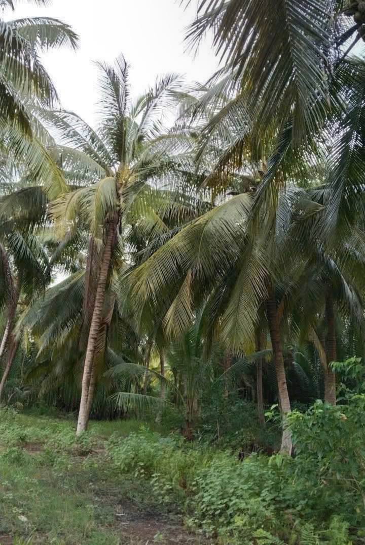 Đất vườn Hòa Lộc Mỏ Cày Bắc 1345m² giá chỉ 1.1 tỷ - Đầu tư sinh lời!