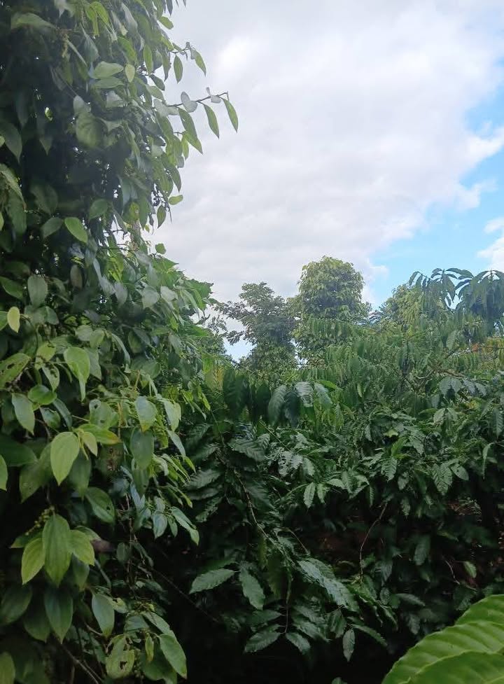 Đất đỏ Ea Bar 4500m² giá 460 triệu - Nguồn thu mạnh mẽ!