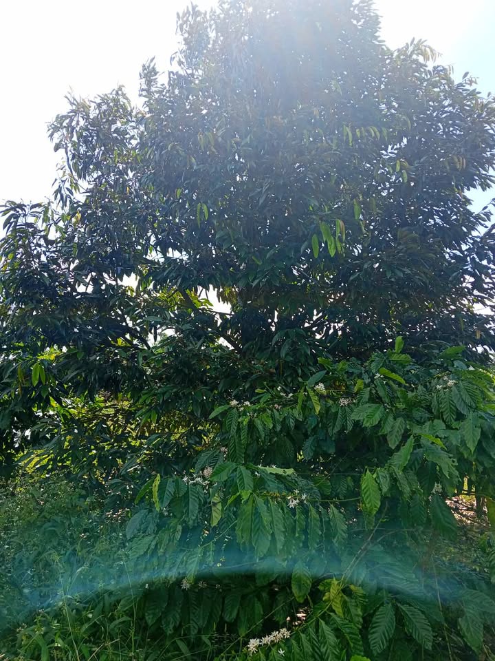 Đất nền Quảng Hiệp 9000m² giá 2.35 tỷ - Khu dân cư sầm uất, pháp lý rõ ràng!