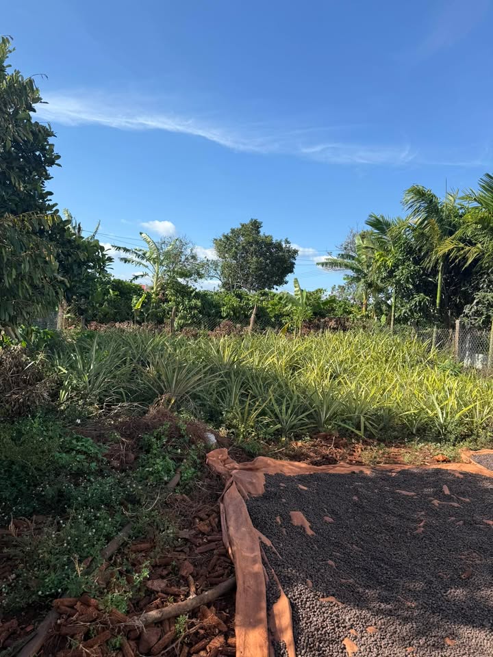 Đất nền thôn 2, xã Ia Blang 300m² giá 800 triệu - Cơ hội đầu tư hấp dẫn!