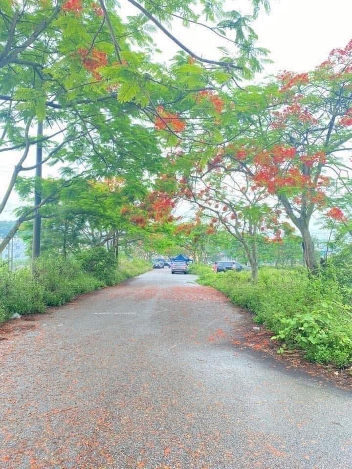 Lô góc N4 biệt thự KDC Thạch Thủy, Phả Lại, Chí Linh 104m² - Vị trí đẹp, tiềm năng kinh doanh!